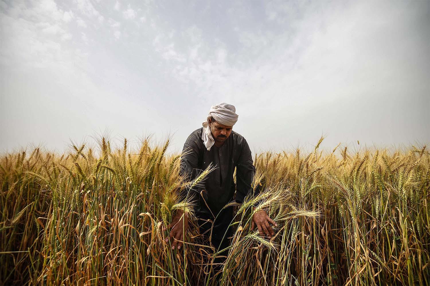 Wheat field in Saqiyat al-Manqadi village in the northern Nile Delta province of Menoufia in Egypt