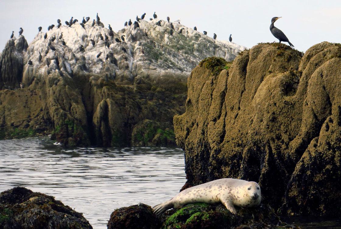  A seal sits on a rock in front of the "Ile aux moutons" island in front of Loctudy, Brittany, France