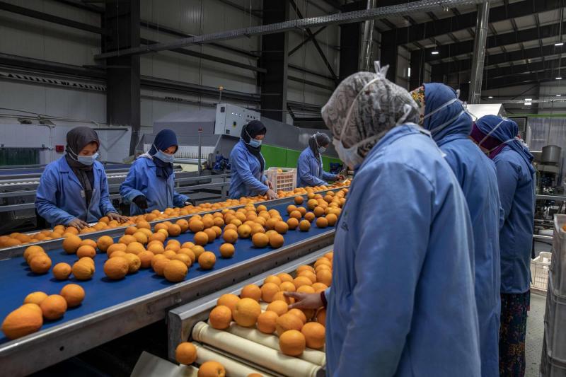 Workers at Egypt’s agriculture and fruit exporting company, Gamco, prepare oranges for export at a factory in Alexandria