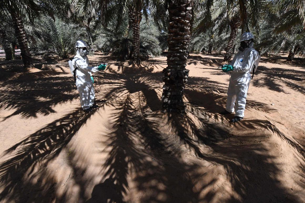 Workers from the Abu Dhabi Agriculture and Food Safety Authority inject palm trees with a serum to combat red weevils