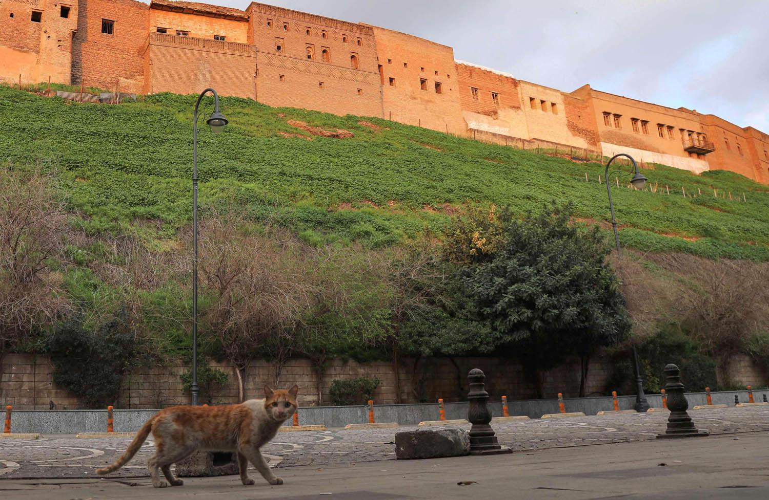 قط يتجول أمام قلعة أربيل المحاطة بشوارع فارغة من البشر