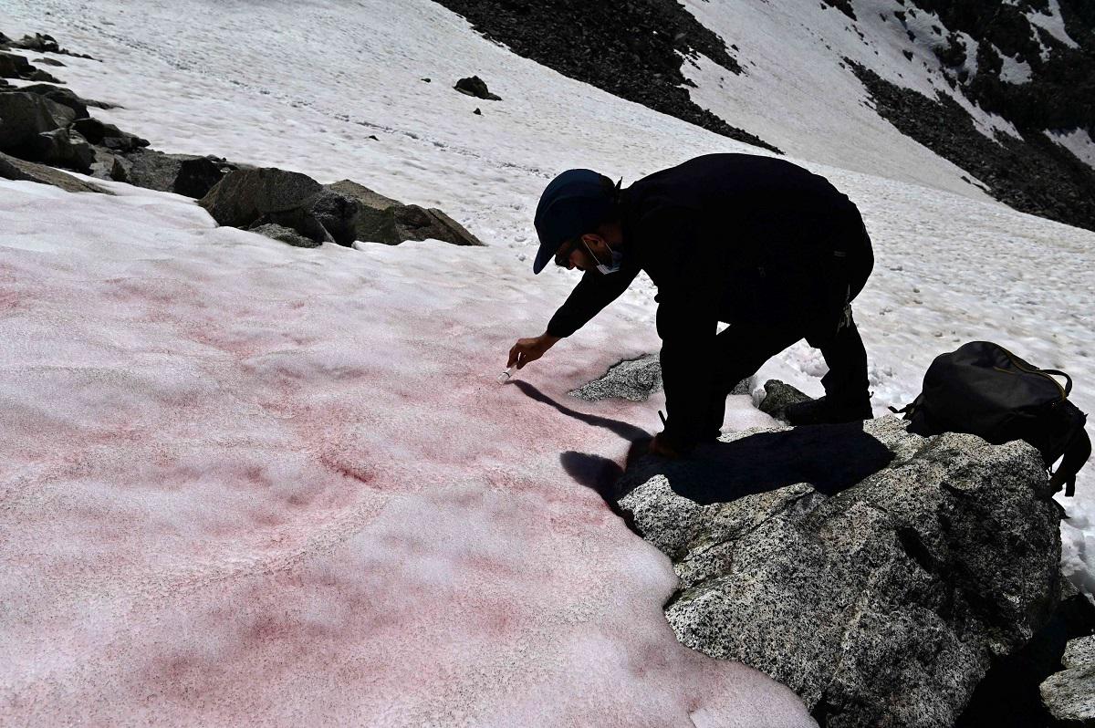 علماء يجمعون عينات من الجليد الزهري فوق جبال الالب الايطالية