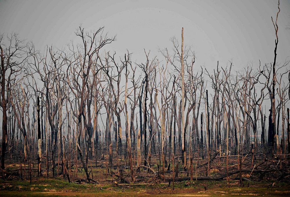أشجار محترقة في غابات الأمازون المطيرة في البرازيل