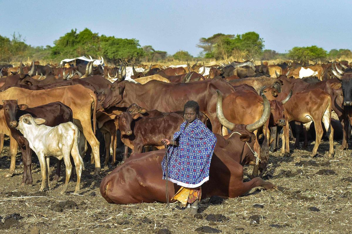 فتاة صغيرة تقف بجانب قطيع من الماشية في أوديير بجنوب السودان 