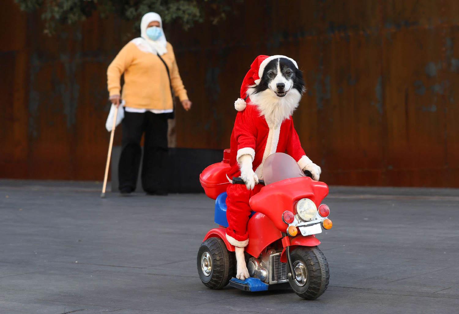 كلب للاستعراض يرتدي ملابس بابا نويل في بيروت