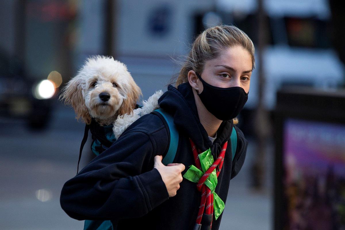 امرأة ترتدي كمامة أثناء حمل كلبها مع استمرار تفشي فيروس كورونا في نيويورك