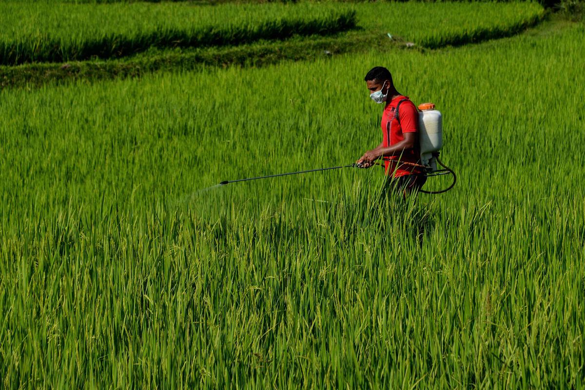 مزارع يرش مبيدا حشريا على حقل أرز في إندونيسيا