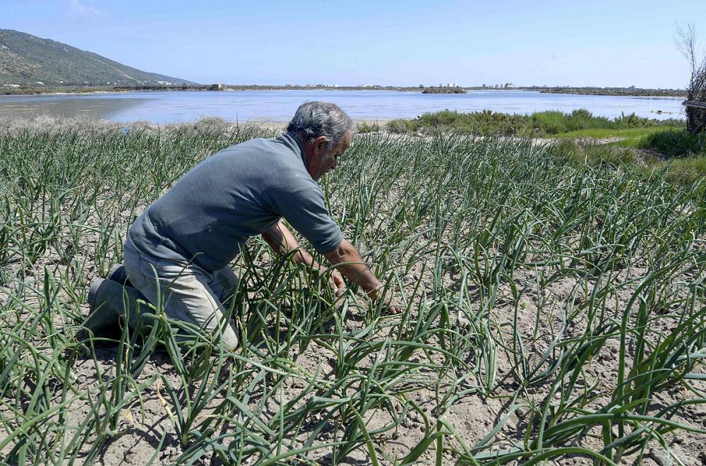 مزارع تونسي يعمل في أرضه بالقرب من البحر بنظام الري الرملي