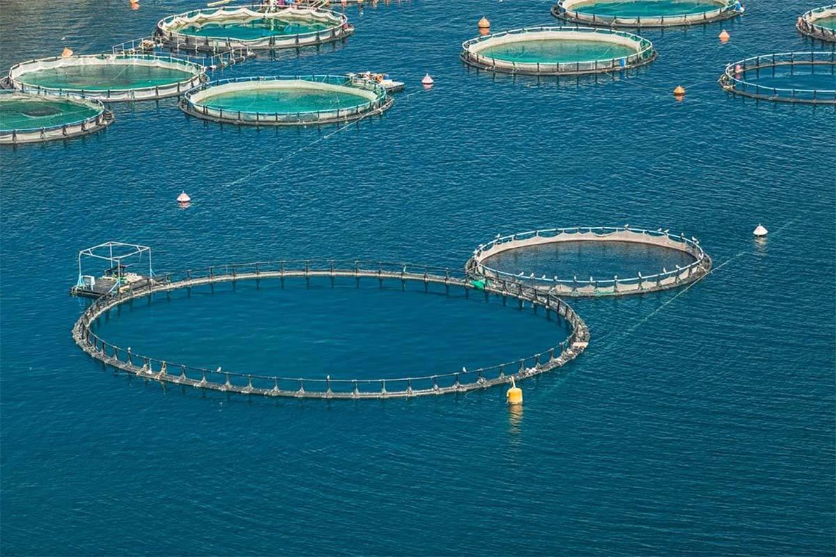 Fish farm production is supposed to prevent the depletion of fish stocks in offshore waters