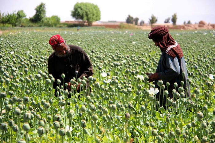 حقول الخشخاش اقتصاد طالبان القوي