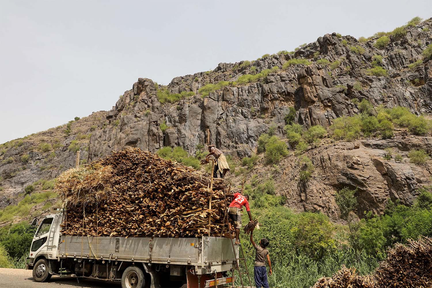 Deforestation exacerbated by fuel shortages in war-ton Yemen
