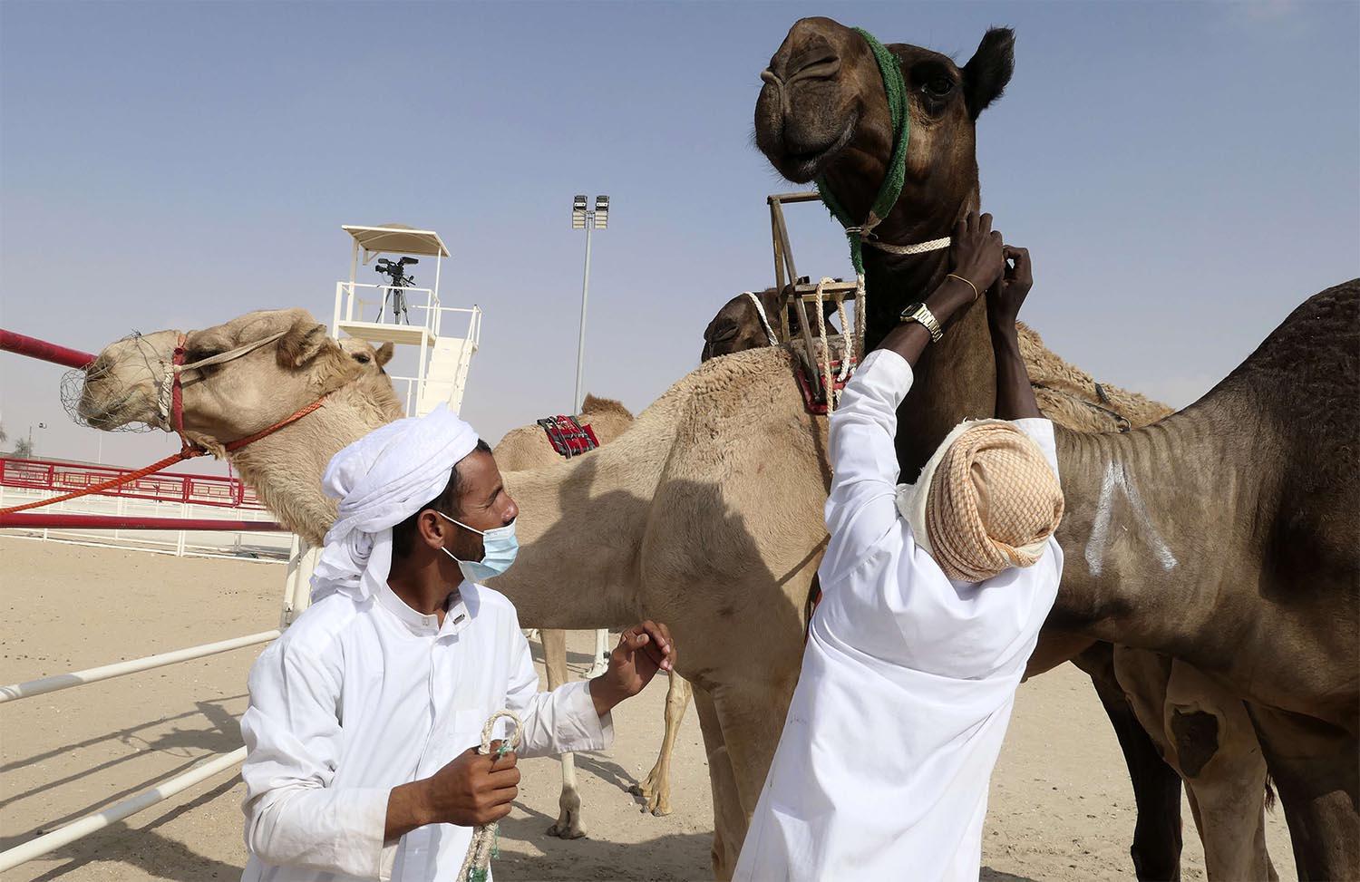 Mahaliyat are the tan breed that originates from the UAE and Oman