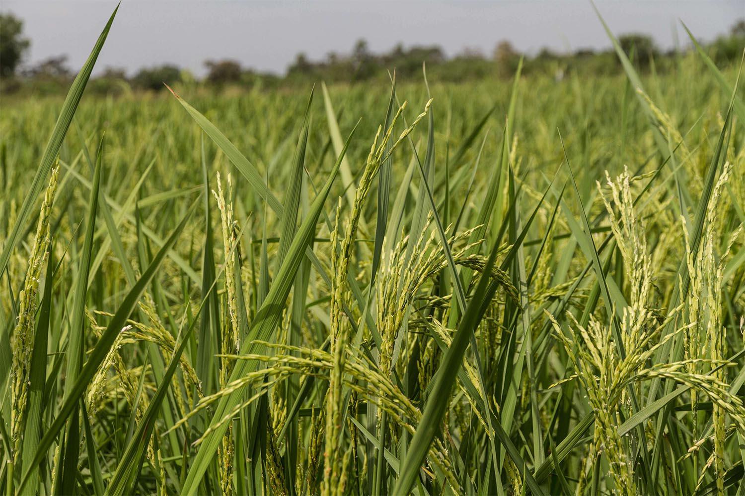 Mali's grain export ban came in to effect on Monday