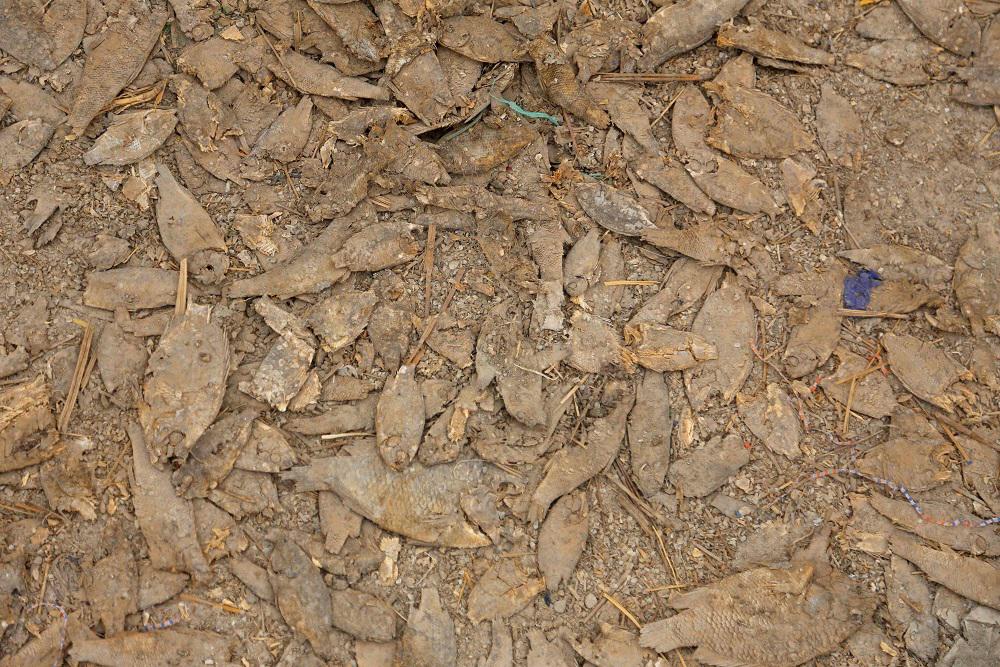 الجفاف يهدد مستقبل العراق