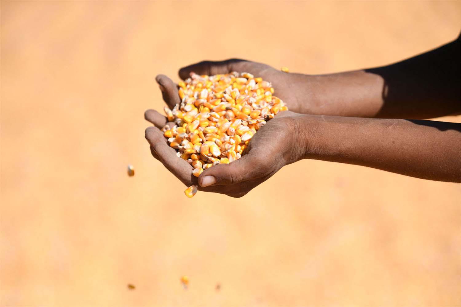 Supply Minister had said the corn would be offered to local producers on the exchange