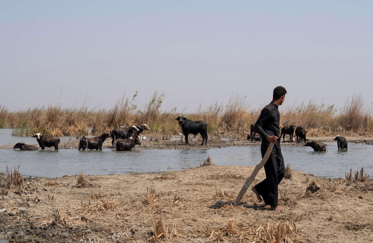الجفاف يهدد قطاع الزراعة في العراق