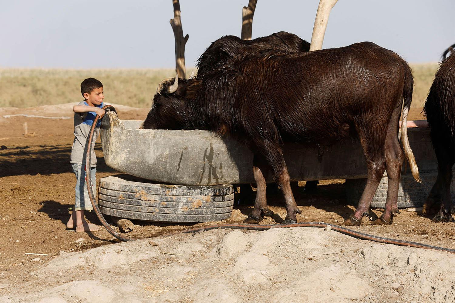 The number of buffalo in Iraq has fallen since 2015 from 150,000 to fewer than 65,000