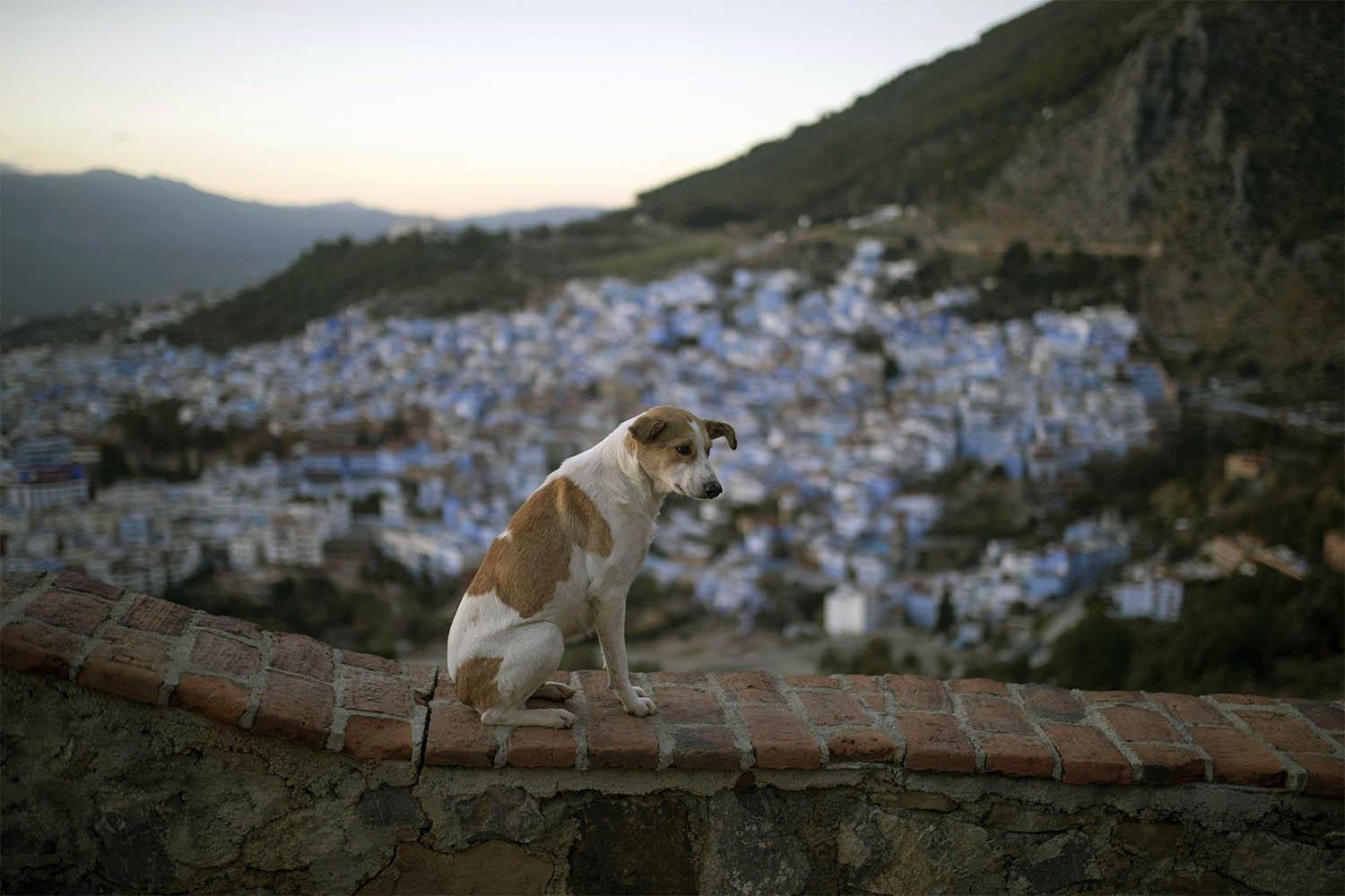 Morocco is adopting an animal-friendly approach for its fight against stray dogs