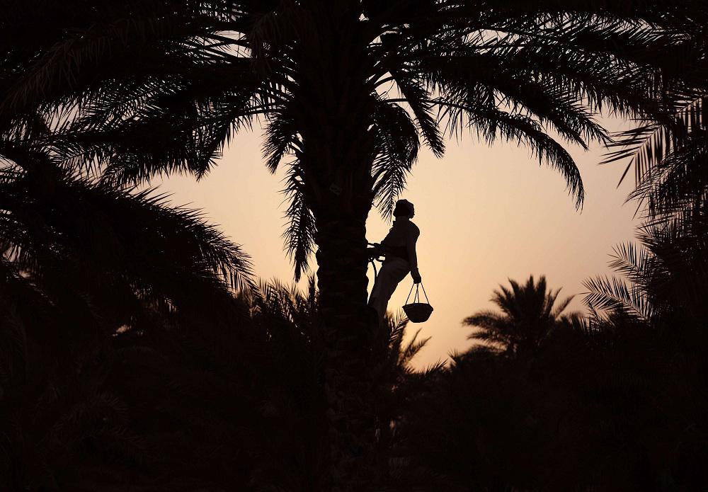 النخلة