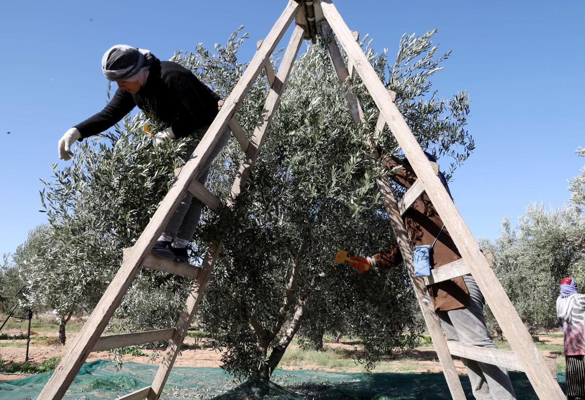 محصول الزيتون سيكون قياسيا 