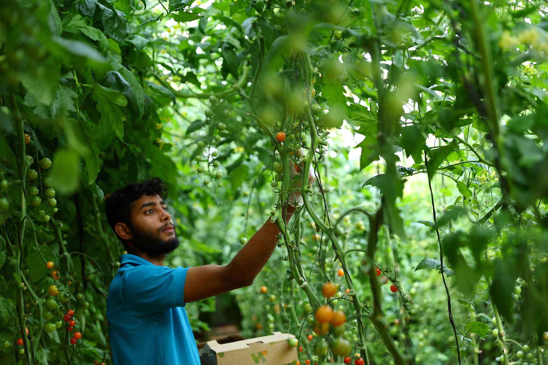 A worker harvests cherry tomato grown in desert soil inside a greenhouse in Sharjah, United Arab Emirates. 