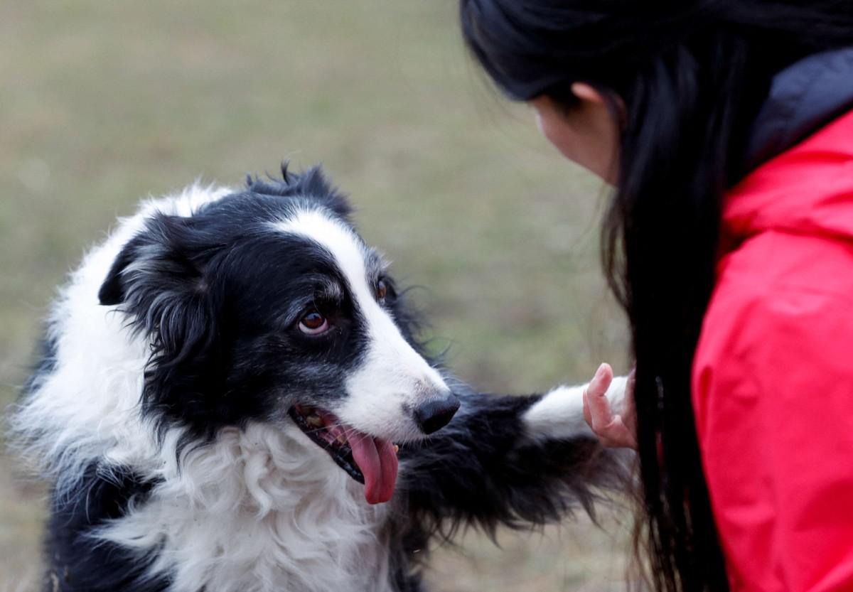 كلب 'بوردر كولي' 