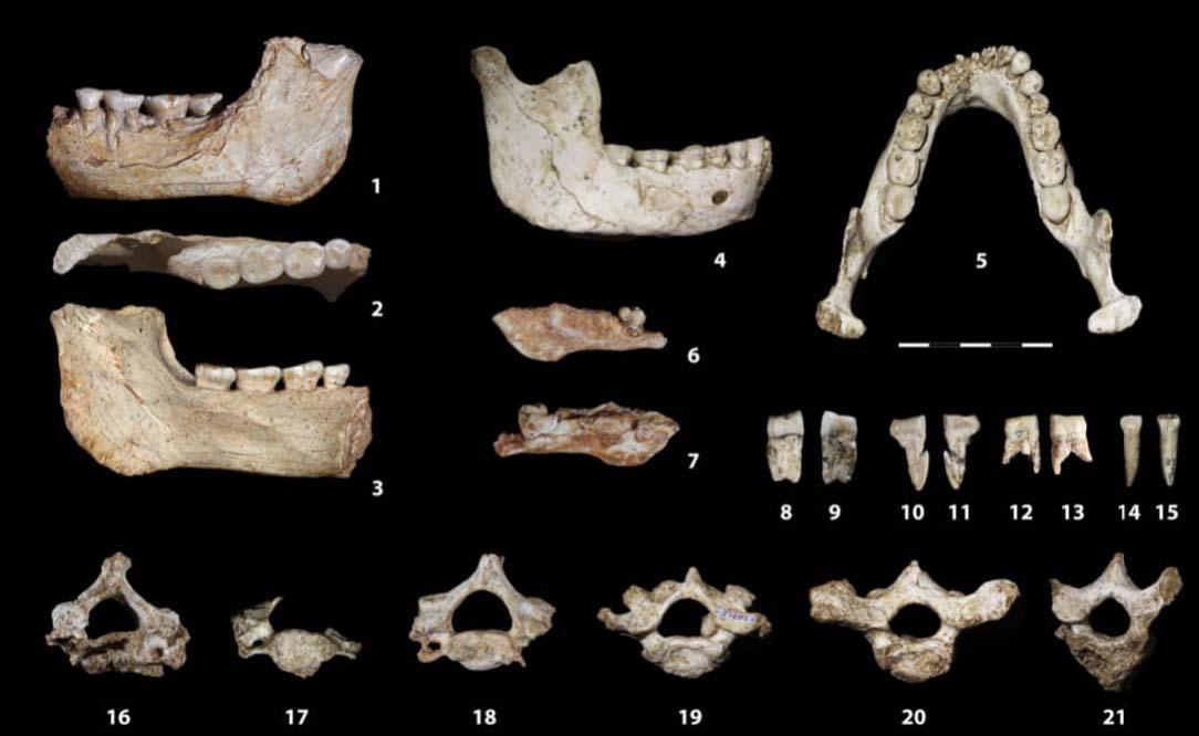 These discoveries fill a major gap in the African fossil record