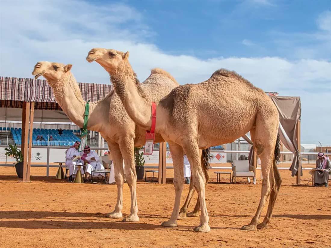 The mazayen competition will run from January 5 to 8