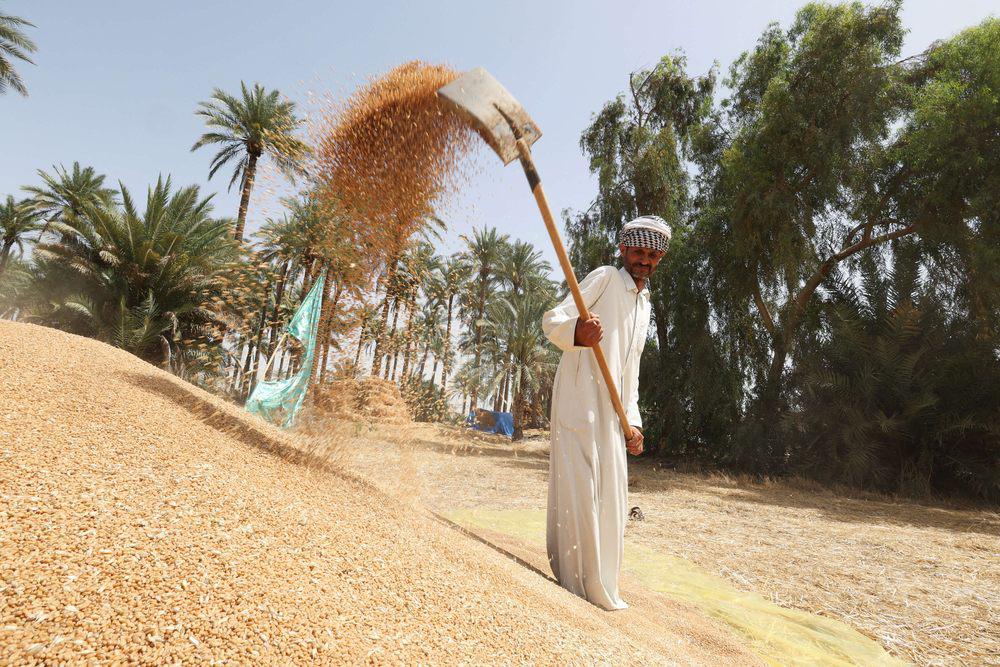 فلاح عراقي