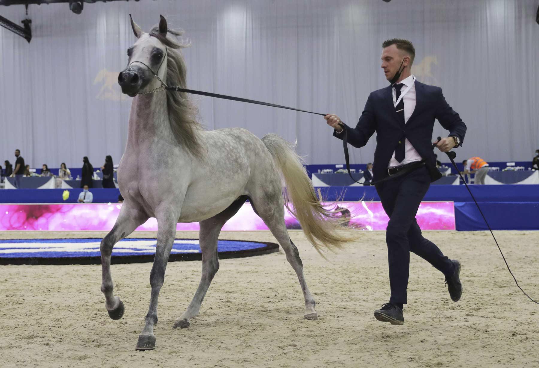 Promoting Arabian horse heritage as a living cultural legacy